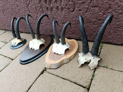 Taxidermy chamois skull head - chamois,