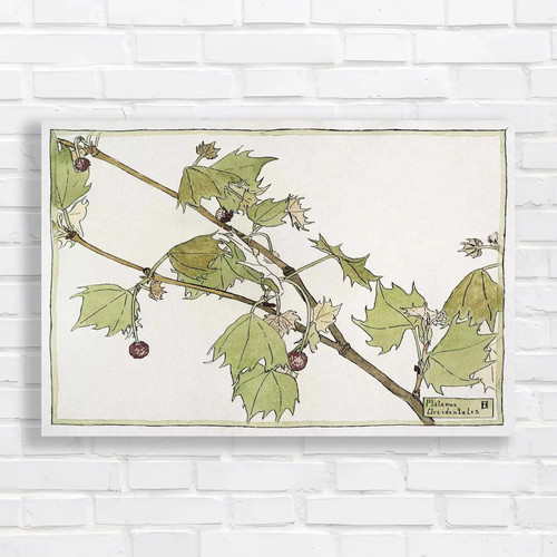 Botanical illustration - illustration, of