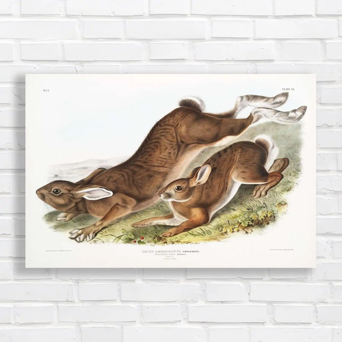 Vintage rabbit woodland - rabbit,