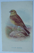 BIRD : Yellow Hammer. Vintage