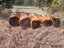 15 Diospyros ebenum Seeds, Ceylon Ebony Seeds, India Ebony Tree Seeds