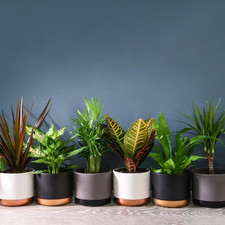 Air Purifying Evergreen 6 X