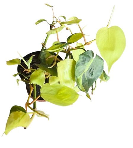Philodendron scandens brasil - philodendron, 'brasil