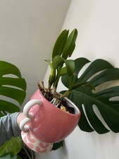 Rare Cattleya Chantilly Lace