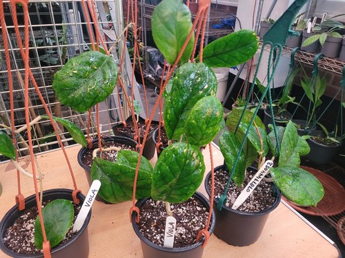 Hoya viola medium plant - viola,