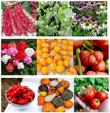 Flower and Vegetable seeds Dobies Quality-REDUCED due to short Best Sow by Date