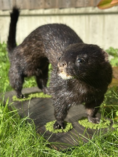 Taxidermy mink full body - taxidermy,
