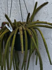 Unique Rat Tail Cactus 8" pot