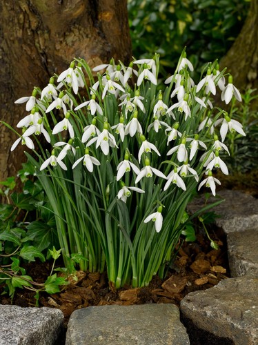 15x giant elwesii snowdrop - 15x,