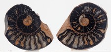 AMMONITE FOSSIL HEMATITE