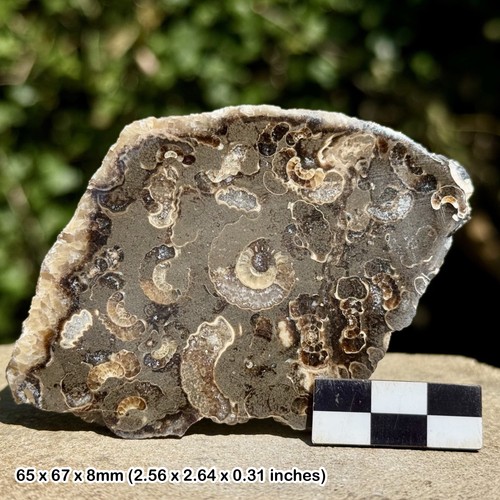 Promicroceras ammonite fossil - ammonite,