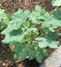 1/3/5pcs Adenia glauca WYSIWYG