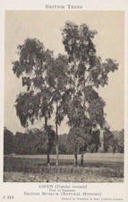 British Museum Postcard -