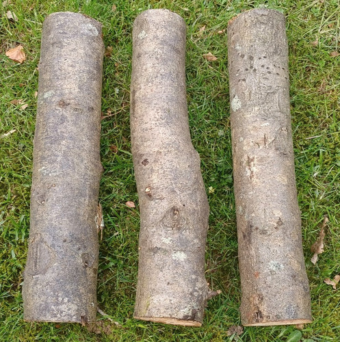 Sweet chestnut logs - , hardwood