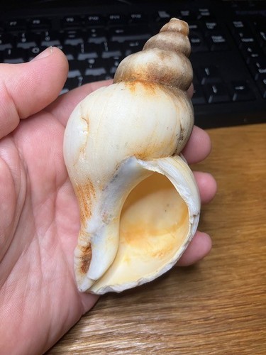 Large fossil gastropod shell - fossil,