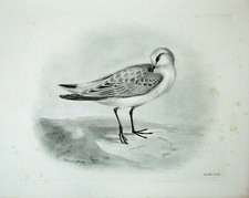 Old Antique Print 1909 Sanderling Calidris Arenaria Linnaeus Adult Bird 20th