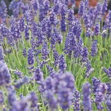 Lavender Flowering Shrubs Garden Plants 'Hidcote' 1, 2 or 5 x 9cm Pots T&M