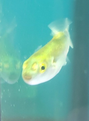 Green puffer fish - to,