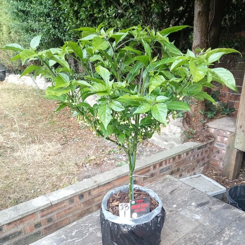 Dragons breath chilli - dragons,