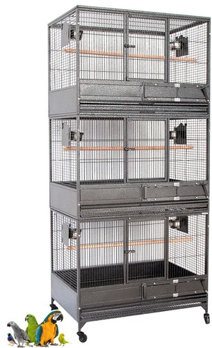 Stack xlarge bird parrot - bird,