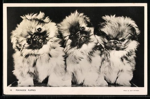 Postcard pekingese puppies - postcard,