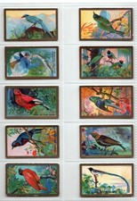 Cavanders: Foreign Birds 1925