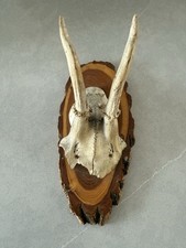 Vintage Antlers Roe Deer mounted taxidermy skull horns  Dated 1970 (5)