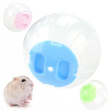 Small pet hamster exercise - hamster,