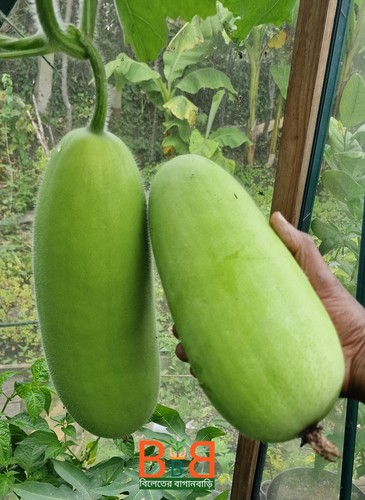 Hybrid wax gourd bangladeshi - wax, -bangladeshi