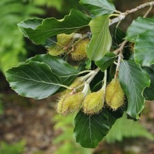 Fagus sylvatica green - sylvatica,,