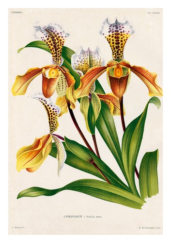 Cypripedium pauli jean - pauli, by