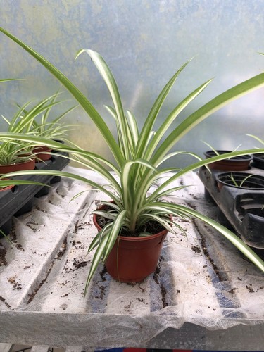 Large spider plant air - plant,