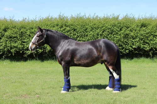 Ruggles heavy horse fleece leg - heavy,