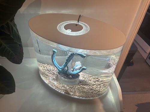 Biorb loop 30l aquarium - biorb, fish