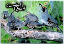 Postcard - Gambel's Quail