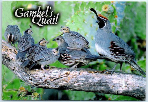 Postcard gambel s - postcard, quail