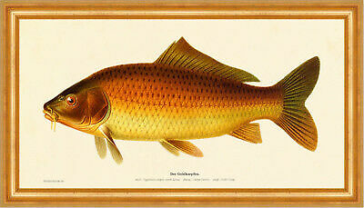 The gold carp - gold, carpio