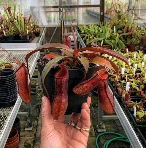 Nepenthes rebecca soper live - soper,