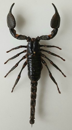 Javanimetrus cyaneus - javanimetrus,
