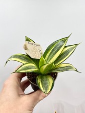 Sansevieria Golden Hahnii