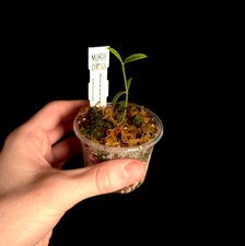 Hoya engleriana - Houseplant -