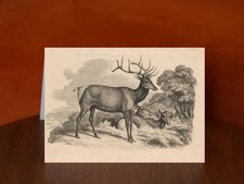 A Buck and Two Doe by Samuel Howitt (1812) - A5 Art Print Greeting Card