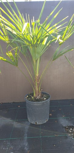 Trachycarpus fortunei hardy
