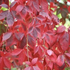 Virginia Creeper 2-3ft TALL- Parthenocissus quinquefolia including pot