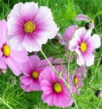 Cosmos Daydream, Grow Magical Pink Dancing Flowers, Sow Feb-May, 75 Seeds