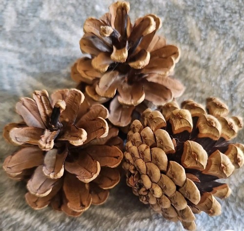 Pine cones crafts floristry - 20,