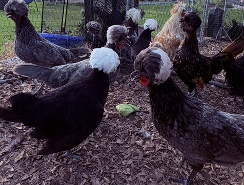 Rare polish chicken hatching - polish,