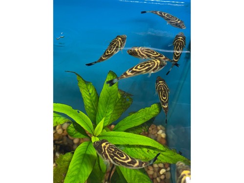 Bullseye puffer fish approx - bullseye, 3"