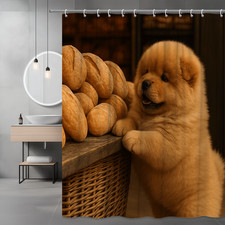 Cute Chow Chow Puppy with