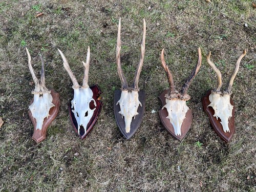 Nice roe deer buck - 5x,